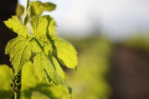 Feuille de vigne dans le vignoble bordelais